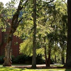 Pacific University campus image